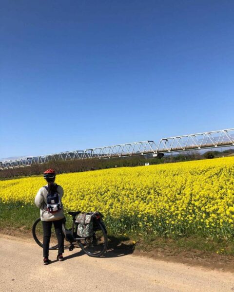 小布施サイクリングロード　菜の花