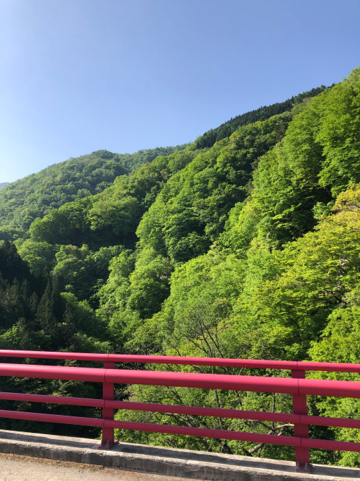 高山村高井橋からの新緑