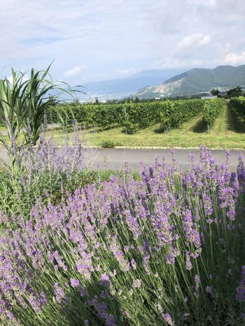 高山村朝チャリ　たかやまワイナリー