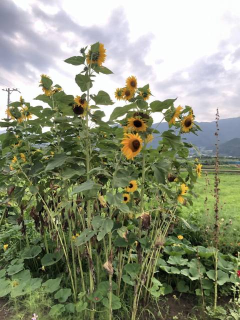 高山村朝チャリ　ひまわり