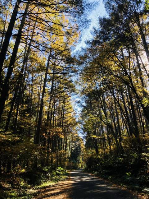 須坂米子大瀑布サイクリング　林道