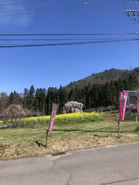 坪井の枝垂れ桜