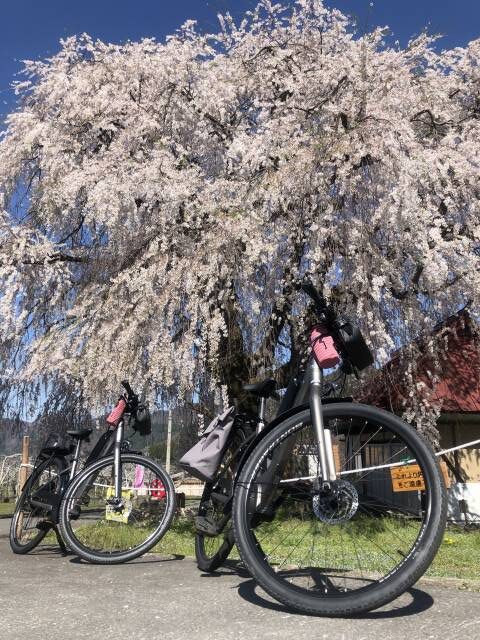 イーバイクで行く信州高山中塩の枝垂れ桜