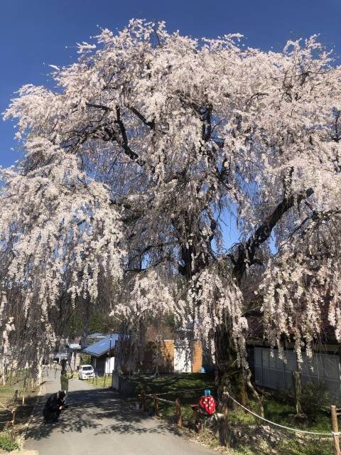 信州高山中塩の枝垂れ桜