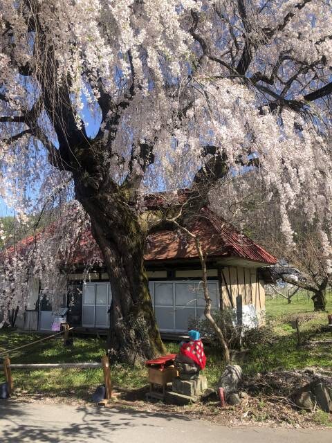 信州高山中塩の枝垂れ桜