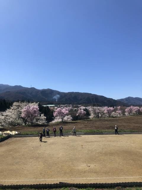 高山村中塩の桜近くでゲートボール