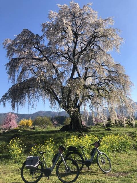 信州高山村和みの枝垂れ桜