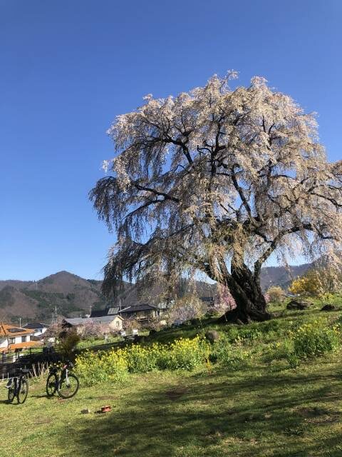 信州高山村和みの枝垂れ桜