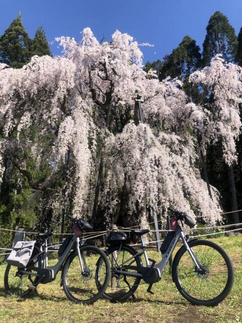 信州高山村坪井の枝垂れ桜とイーバイク