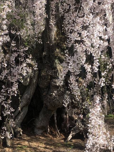 信州高山村坪井の枝垂れ桜