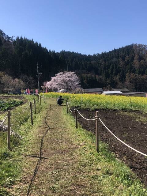 信州高山村坪井の枝垂れ桜　菜の花を撮るおじさん