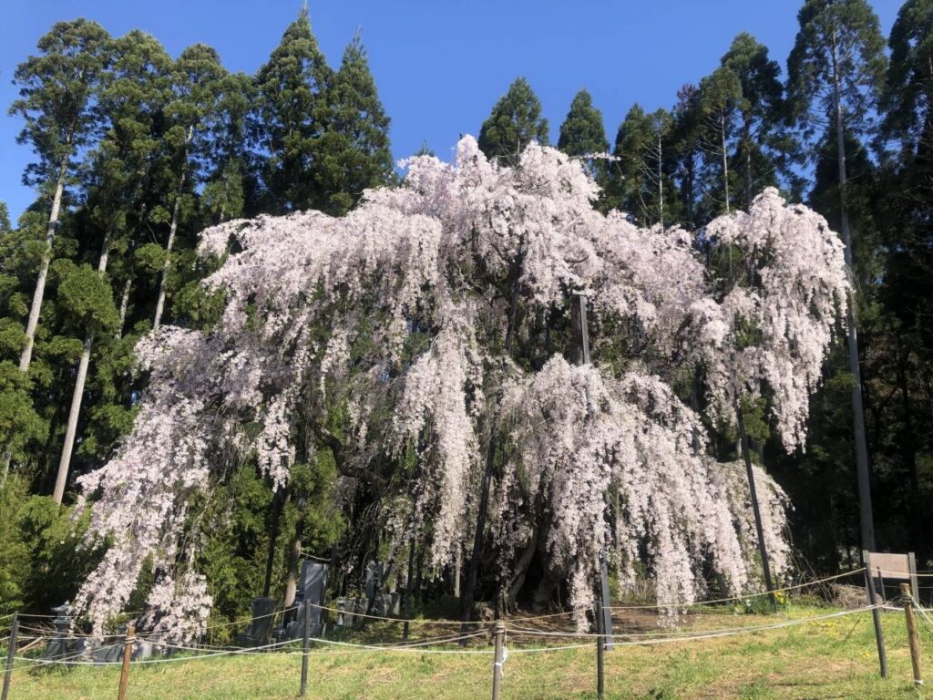 信州高山村坪井の枝垂れ桜