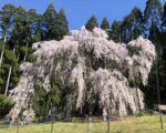 信州高山村坪井の枝垂れ桜