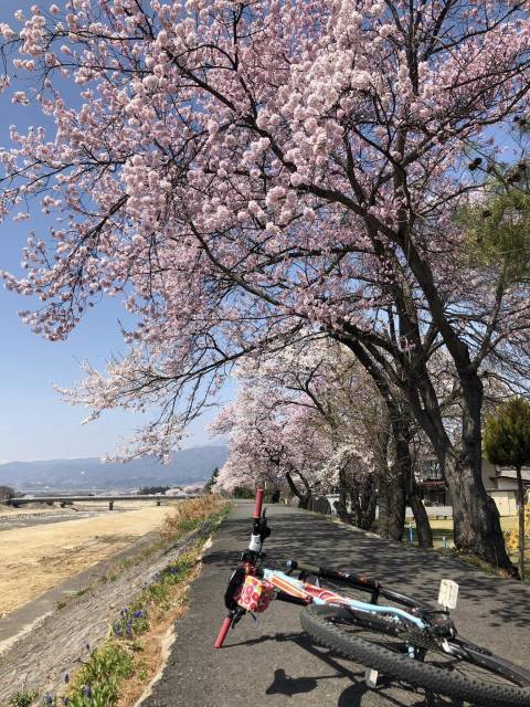 小布施の桜　松川堤防