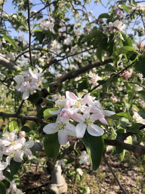 りんごの花