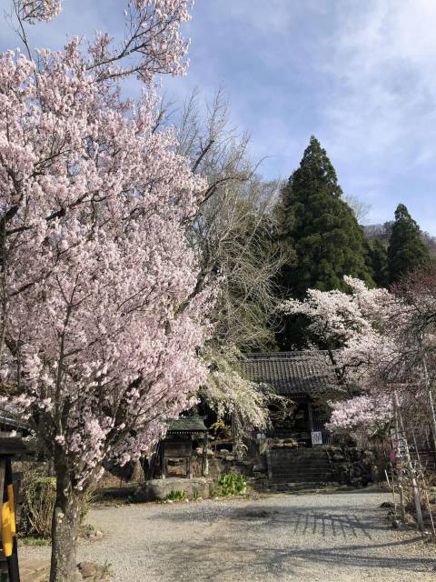 小布施の春観光　浄光寺の桜