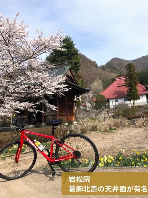 小布施春観光　岩松院の桜