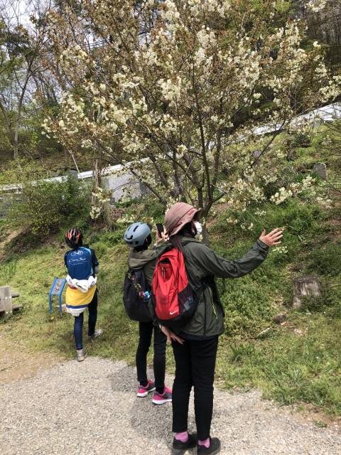 臥竜公園　ウコン桜