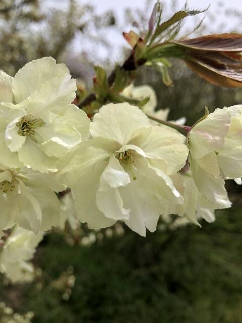 桜　ウコン