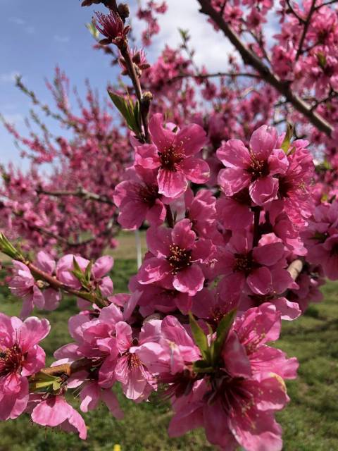 桃の花