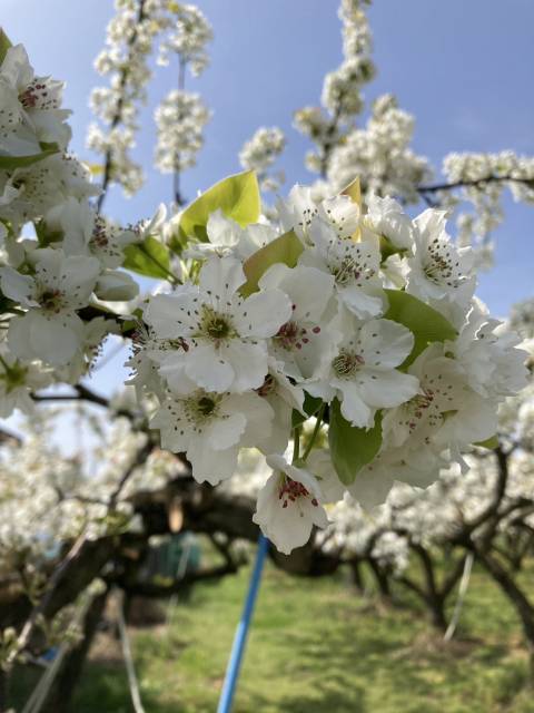 梨の花