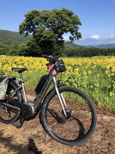 高山村朝チャリひまわり