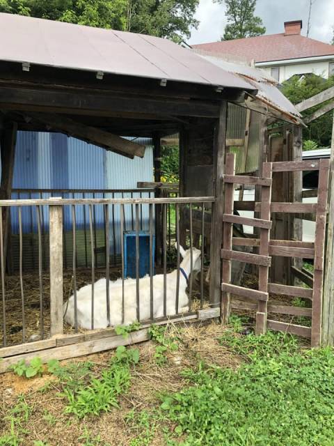 聖地信濃町サイクリングツアー　やぎ