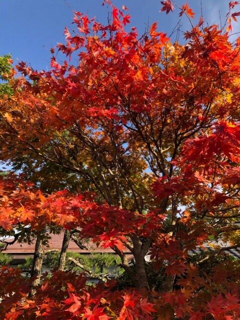 高山村紅葉めぐりイーバイクツアー