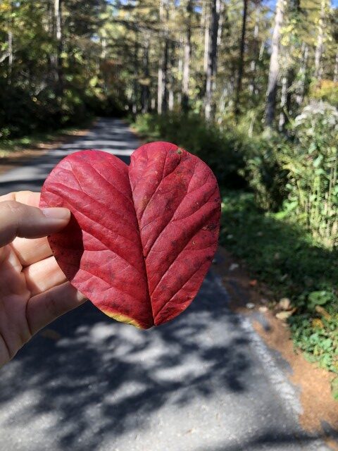 カヤノ平サイクリング