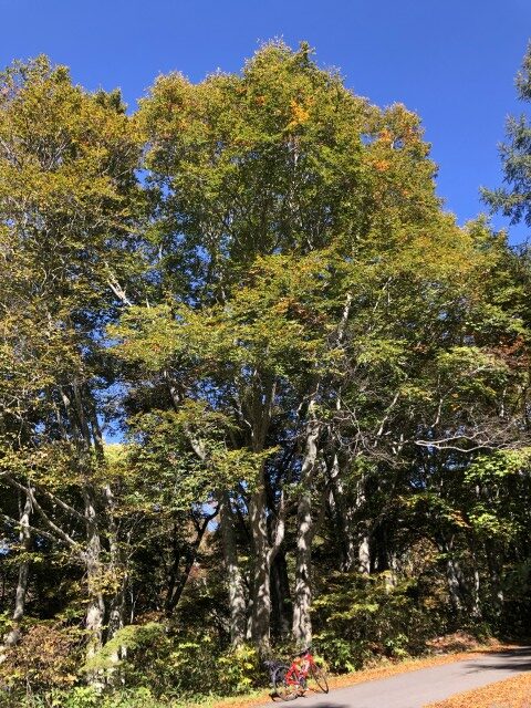 カヤノ平サイクリング