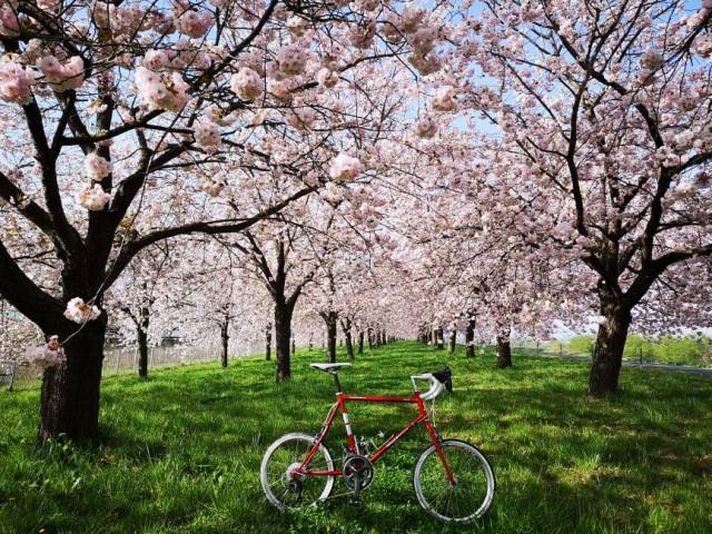 小布施桜堤サイクリング