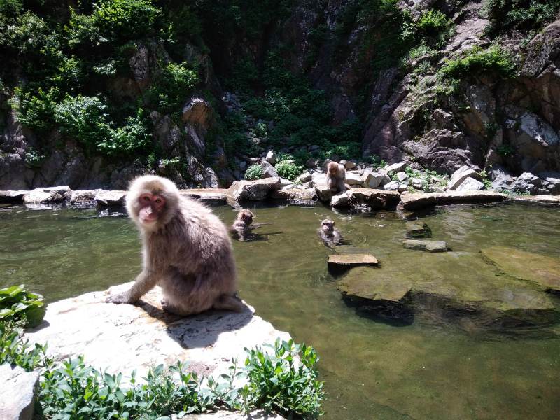 snowmonkeypark