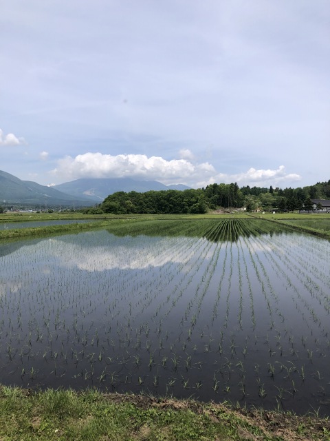 信濃町水田