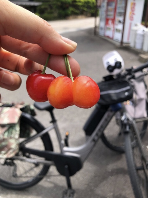 高山村古民家見学サイクリング さくらんぼ