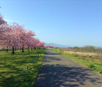 日本一でしょ!桜のサイクリングロード 桜の季節小布施千曲川堤防サイクリングロード