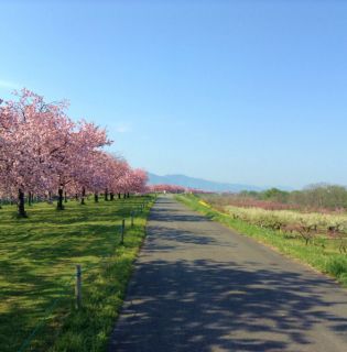 小布施千曲川堤防サイクリングロード 桜の季節小布施千曲川堤防サイクリングロード
