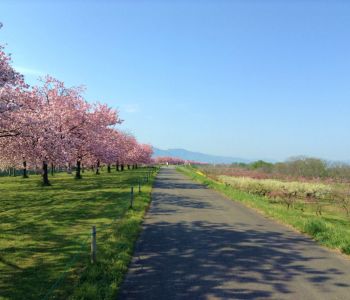 桜の季節小布施千曲川堤防サイクリングロード