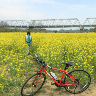 小布施千曲川サイクリングロード菜の花