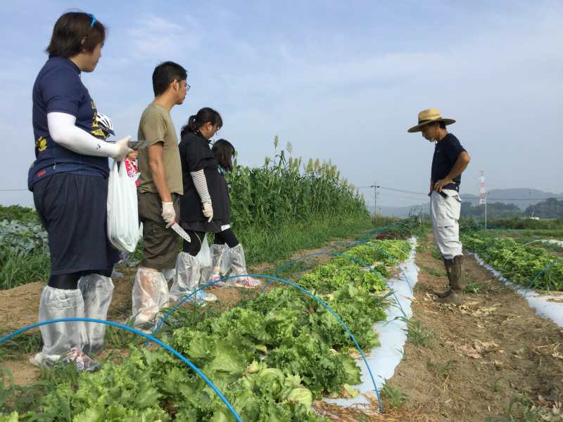 小布施の農家さんちで朝食ライド　レタス畑