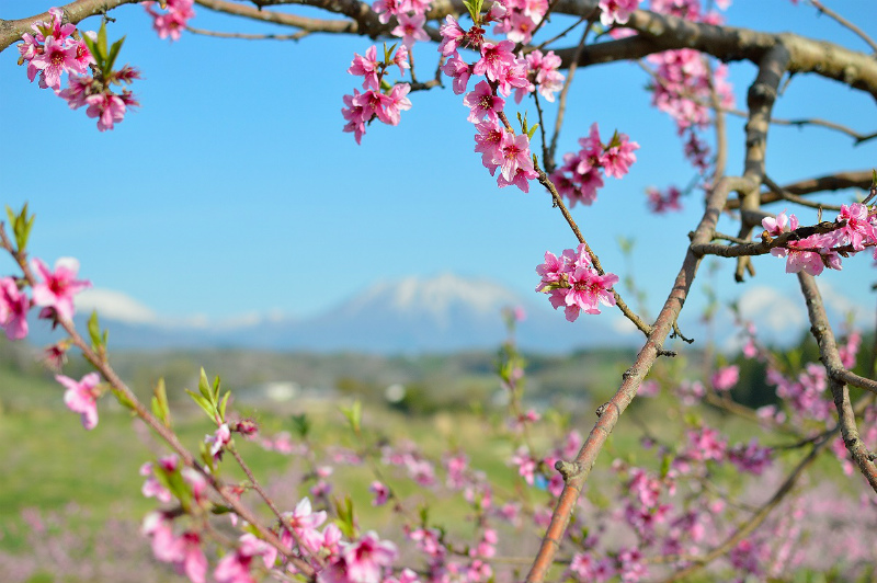 丹霞郷の桃の花