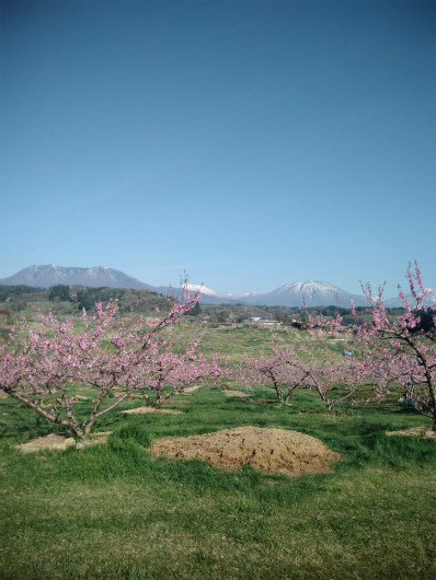 丹霞郷ライド　桃の花と北信五岳