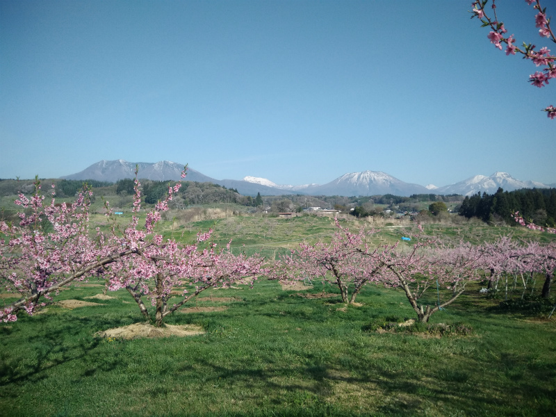 丹霞郷ライド桃の花と飯綱山