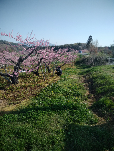 丹霞郷ライド桃の花を撮る