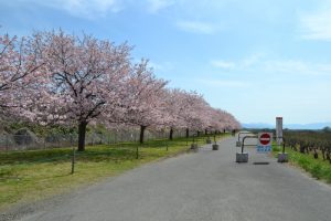 小布施千曲川サイクリングロードの桜