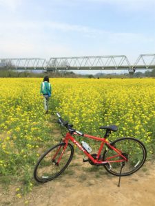 小布施千曲川サイクリングロード菜の花