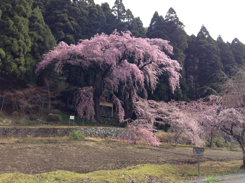 須坂大日向の観音堂夫婦桜