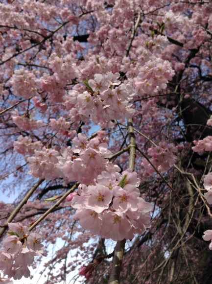 須坂大日向の観音堂夫婦桜