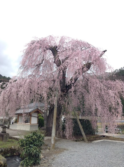 須坂大広院の桜