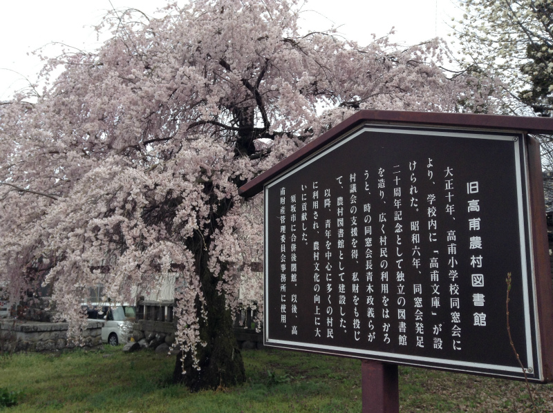 高甫の桜