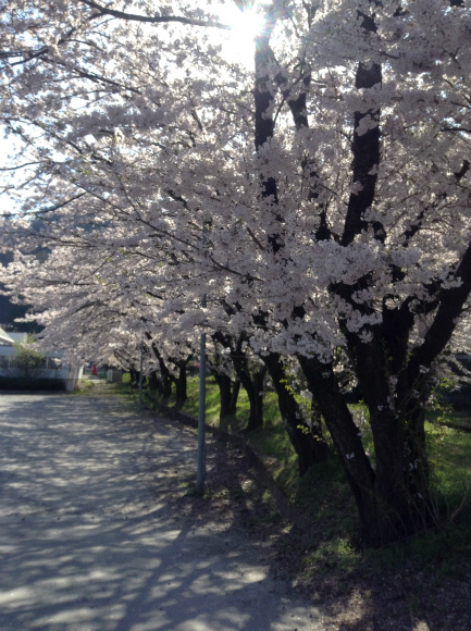 須坂温泉の桜